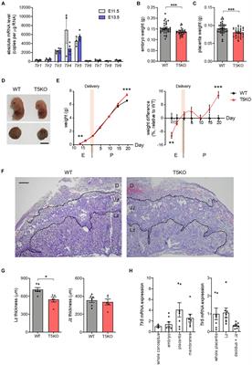 TLR5 Supports Development of Placental Labyrinthine Zone in Mice